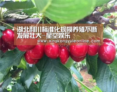 星空体育网站
